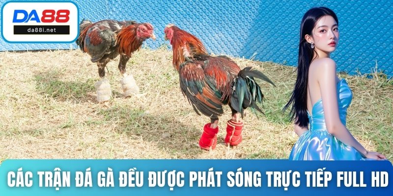 Các trận đá gà đều được phát sóng trực tiếp full HD