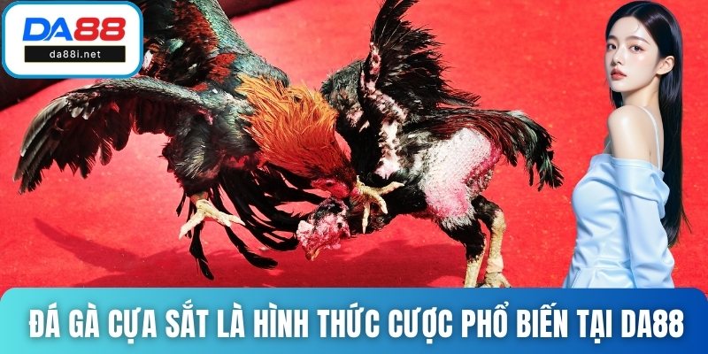 Đá gà cựa sắt là hình thức cược phổ biến tại DA88